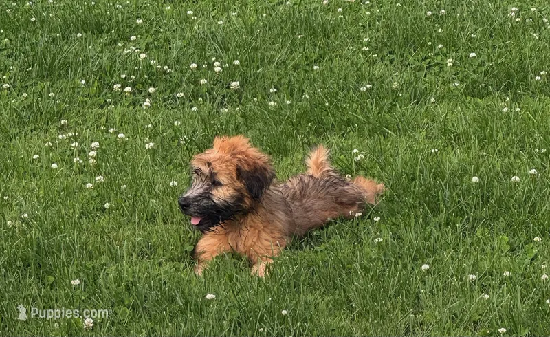Janie – Soft Coated Wheaten Terrier puppy for sale in Bedford, IN