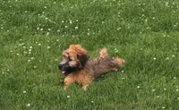 Janie, a female Soft Coated Wheaten Terrier for sale in Bedford, IN – 1 of 1