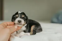 Rennley, a female Aussalier for sale in Morris, MN – Photo 3 of 6