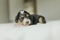 Rennley, a female Aussalier for sale in Morris, MN – Photo 1 of 6