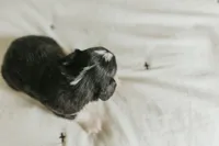 Rennley, a female Aussalier for sale in Morris, MN – Photo 6 of 6