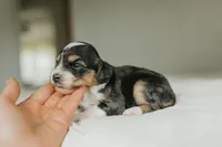 Rennley, a female Aussalier for sale in Morris, MN – Photo 5 of 6