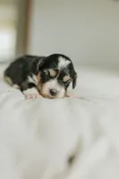 Rennley, a female Aussalier for sale in Morris, MN – Photo 2 of 6