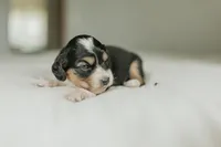 Rennley, a female Aussalier for sale in Morris, MN – Photo 4 of 6