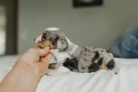 Rainy, a female Aussalier for sale in Morris, MN – Photo 3 of 8