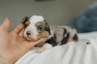 Rainy, a female Aussalier for sale in Morris, MN – Photo 2 of 8