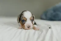 Rainy, a female Aussalier for sale in Morris, MN – Photo 4 of 8