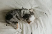 Rainy, a female Aussalier for sale in Morris, MN – Photo 5 of 8