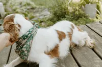 Carter, a male Cavalier King Charles Spaniel for sale in Morris, MN – Photo 9 of 9