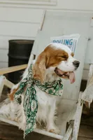 Carter, a male Cavalier King Charles Spaniel for sale in Morris, MN – Photo 5 of 9