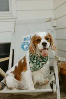 Carter, a male Cavalier King Charles Spaniel for sale in Morris, MN – Photo 3 of 9