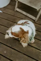 Carter, a male Cavalier King Charles Spaniel for sale in Morris, MN – Photo 6 of 9