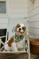 Carter, a male Cavalier King Charles Spaniel for sale in Morris, MN – Photo 1 of 9