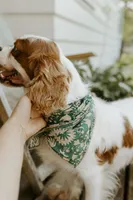 Carter, a male Cavalier King Charles Spaniel for sale in Morris, MN – Photo 4 of 9