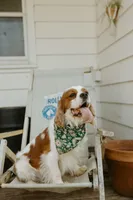 Carter, a male Cavalier King Charles Spaniel for sale in Morris, MN – Photo 8 of 9