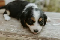 Reesa, a female Aussalier for sale in Morris, MN – Photo 5 of 10