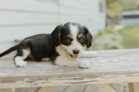 Reesa, a female Aussalier for sale in Morris, MN – Photo 2 of 10