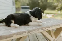 Reesa, a female Aussalier for sale in Morris, MN – Photo 4 of 10