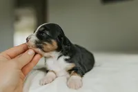 Reesa, a female Aussalier for sale in Morris, MN – Photo 10 of 10