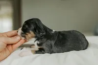 Reesa, a female Aussalier for sale in Morris, MN – Photo 9 of 10