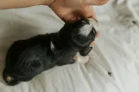 Reesa, a female Aussalier for sale in Morris, MN – Photo 8 of 10