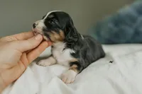 Reesa, a female Aussalier for sale in Morris, MN – Photo 7 of 10