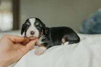 Reesa, a female Aussalier for sale in Morris, MN – Photo 6 of 10