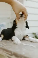 Reesa, a female Aussalier for sale in Morris, MN – Photo 3 of 10