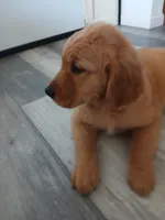 Oscar, a male Golden Retriever for sale in Phoenix, AZ – 3 of 3
