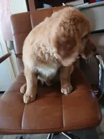 Oscar, a male Golden Retriever for sale in Phoenix, AZ – 2 of 3