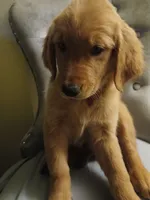 Ruby, a female Golden Retriever for sale in Phoenix, AZ – 4 of 4