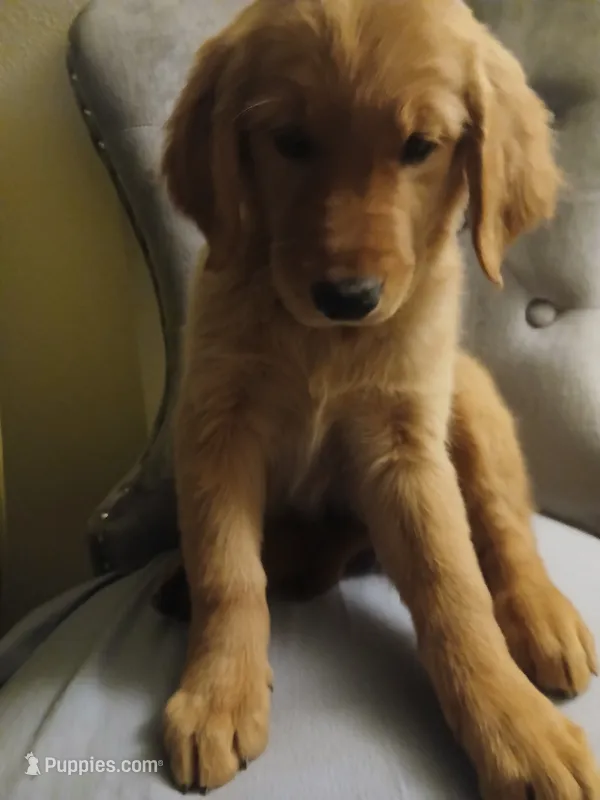 Ruby – Golden Retriever puppy for sale in Phoenix, AZ