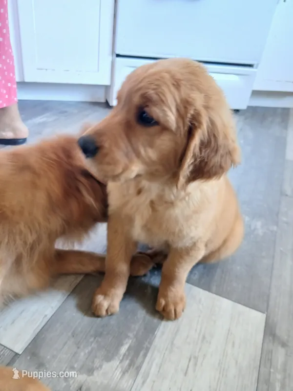 Oscar – Golden Retriever puppy for sale in Phoenix, AZ