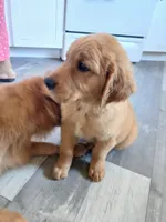 Oscar, a male Golden Retriever for sale in Phoenix, AZ – 1 of 3