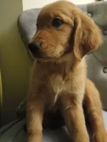 Ruby, a female Golden Retriever for sale in Phoenix, AZ – 2 of 4