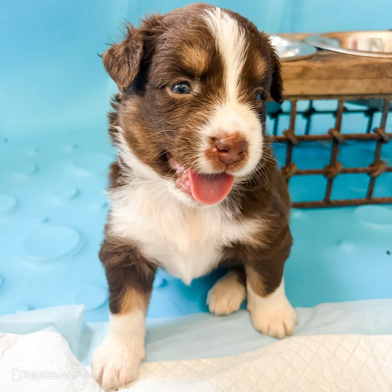 Cali – Australian Shepherd puppy for sale in Huntingburg, IN