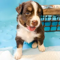 Cali, a female Australian Shepherd for sale in Huntingburg, IN – 1 of 1
