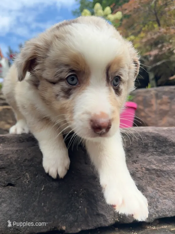 Sandy – Australian Shepherd puppy for sale in Huntingburg, IN