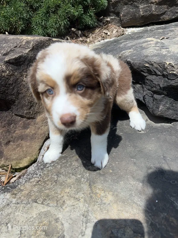 Star – Australian Shepherd puppy for sale in Huntingburg, IN