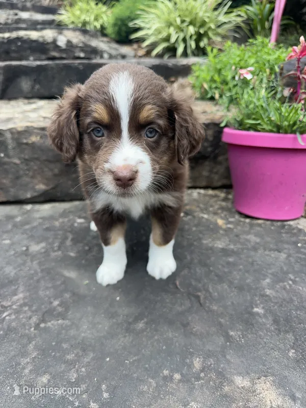 Chloe – Australian Shepherd puppy for sale in Huntingburg, IN