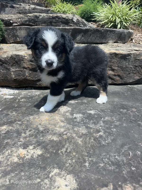 Mollie – Australian Shepherd puppy for sale in Huntingburg, IN