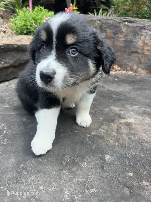 Mia  – Australian Shepherd puppy for sale in Huntingburg, IN