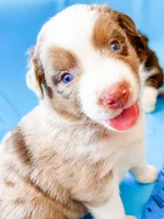 Stella, a female Australian Shepherd for sale in Huntingburg, IN – 1 of 1