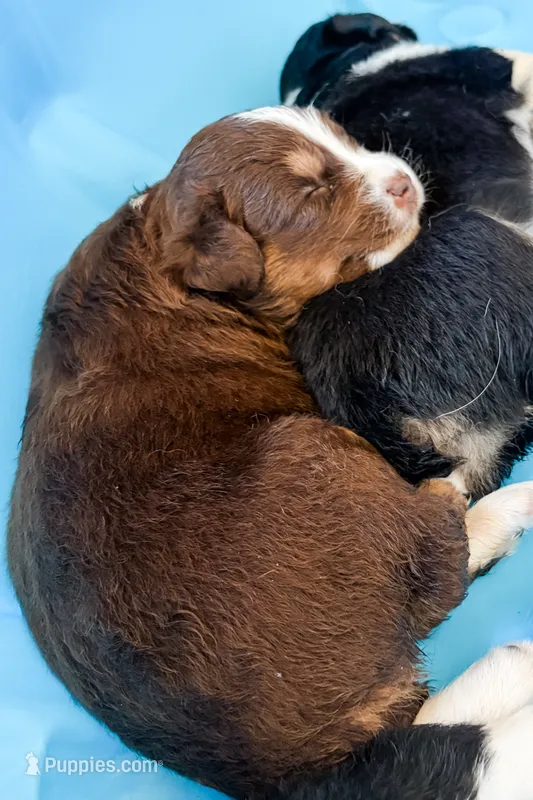 Chloe – Australian Shepherd puppy for sale in Huntingburg, IN