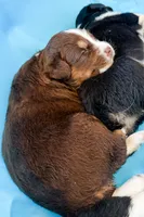 Chloe, a female Australian Shepherd for sale in Huntingburg, IN – 1 of 1