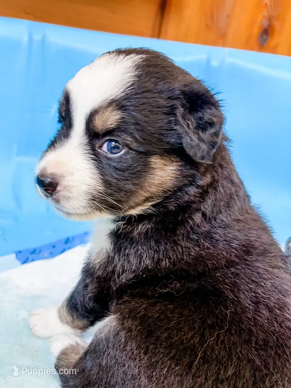 Mable  – Australian Shepherd puppy for sale in Huntingburg, IN