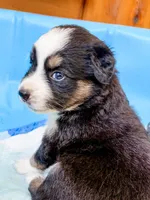 Mable , a female Australian Shepherd for sale in Huntingburg, IN – 1 of 1