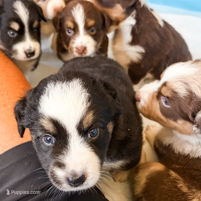 Mollie – Australian Shepherd puppy for sale in Huntingburg, IN