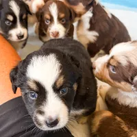 Mollie, a female Australian Shepherd for sale in Huntingburg, IN – 1 of 1