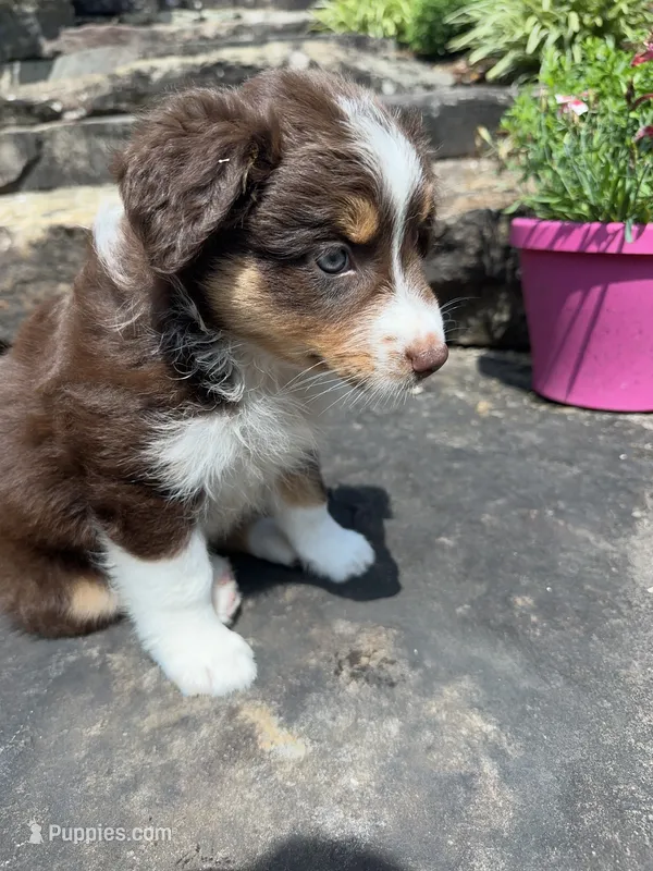 Cali – Australian Shepherd puppy for sale in Huntingburg, IN